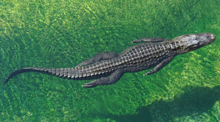 A crocodile swimming in the water